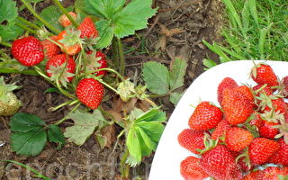 佛州草莓收成全美最大 种植者利润低