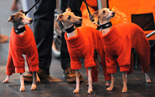 组图：英国伯明翰狗展 2万多只狗参赛