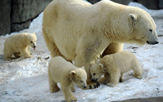 組圖：莫斯科動物園北極熊寶寶初看世界