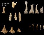 7900年前人骨出土 台湾考古界重大发现