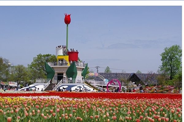 日本富山县砺波市郁金香花展 大纪元