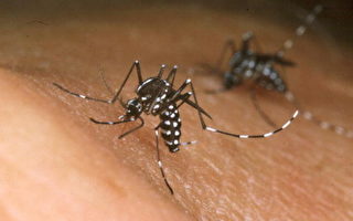 夏天來了 法國開始預防傳染疾病的虎蚊