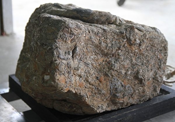 這顆重達200多公斤的巨大石頭上有許多生物的遺跡（攝影：許享富／大紀元）