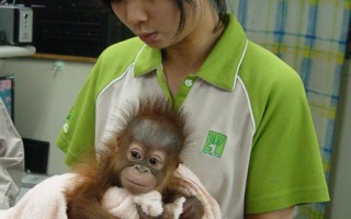 动物园红毛猩猩妞莉  人工哺育