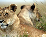 全球十大最珍贵濒危地点 非洲狮栖息地(6)