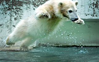 组图：德动物园新生北极熊首次公开亮相