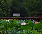 圖為韓國首爾布拉梅公園內盛開的蓮花。（攝影：全宇/大紀元）