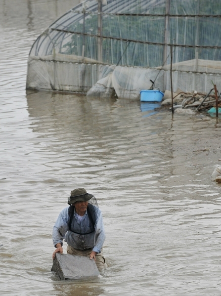 2012年7月14日,福冈县久留米市,一名蜂农涉水抢救蜂巢(AFP PHOTO/JIJI PRESS) 2012年7月14日,福冈县久留米市,一名蜂农涉水抢救蜂巢(AFP PHOTO/JIJI PRESS)