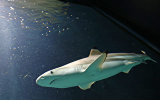 西澳鯊魚襲人增多 偏遠海域為風險區