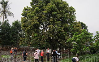 探訪全世界第一棵金煌芒果母樹