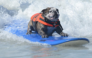 组图：美国狗狗冲浪大赛 1500人围观