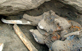 冰封3萬年 俄11歲童發現完整長毛象化石