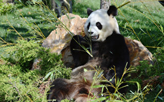 旧金山动物园将接收来自中国的大熊猫