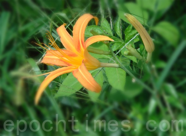 「萱草」可供食用的花蕾被稱為「金針」或「黃花菜」。(攝影:彩霞/大紀元) 「萱草」可供食用的花蕾被稱為「金針」或「黃花菜」。(攝影:彩霞/大紀元)