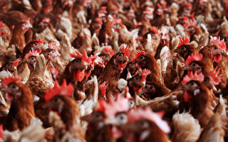 禽流感席卷亚省  超过160,000只农场家禽死亡