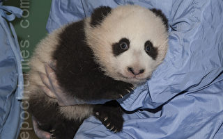 万人投票为圣地亚哥动物园熊猫取名