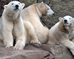 組圖：北極熊生態精選