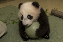 聖地亞哥動物園大熊貓幼仔公開亮相