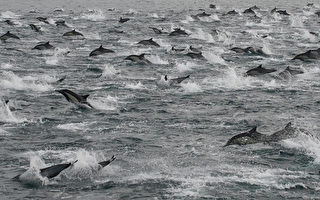 綿延數英里 10萬海豚大軍橫掃美西海域