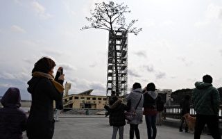 历经海啸的“树坚强” 日本“奇迹松”