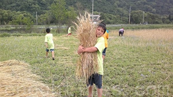 碧候国小采收小麦。(黄仕聪提供) 碧候国小采收小麦。(黄仕聪提供)