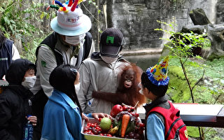 红毛猩猩满周岁 动物园开趴