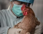 H7N9防疫戰 專家找到新快速製疫苗方法