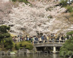 赏樱花 体验日本精神