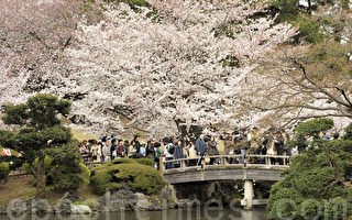 赏樱花 体验日本精神