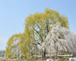 韩国一山湖水公园樱花盛开