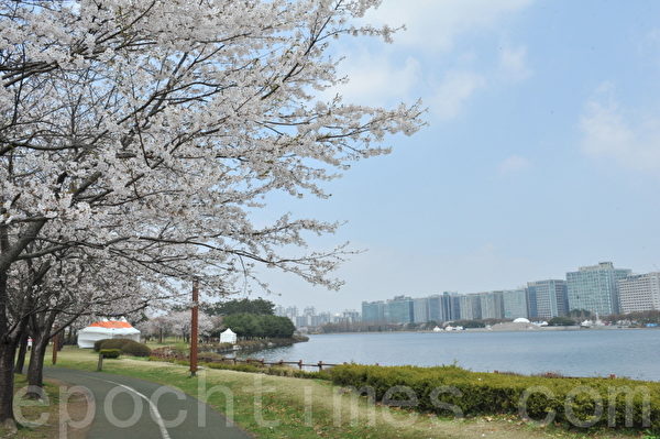 韓國高陽市一山湖水公園春天景色。(攝影:鄭仁權/大紀元) 韓國高陽市一山湖水公園春天景色。(攝影:鄭仁權/大紀元)