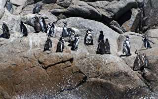 智利漢波德企鵝瀕臨絕種