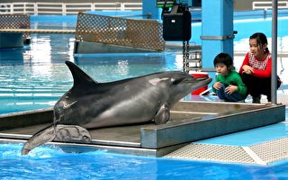 香港海洋公园海豚疑“受囚”自残抗议