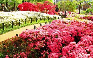 絢麗花海 東京杜鵑花祭