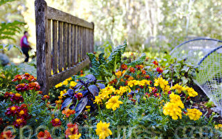 澳洲悉尼藍山百年西山花園秋意濃