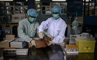 研究：H7N9病毒可通過飛沫傳播