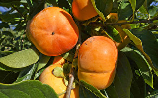 組圖：澳洲秋 柿子熟