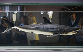美捕獲1,323磅巨鯊 動物保護主義者批評