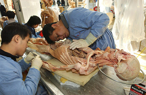 大连的冯·哈根斯生物塑化厂,工人正在加工尸体。( AFP) 大连的冯·哈根斯生物塑化厂,工人正在加工尸体。( AFP)