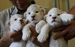组图：日本小白狮将于本周内与游客见面