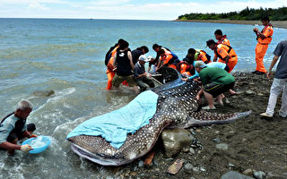 野放鲸鲨恐死  台动保团体吁检讨
