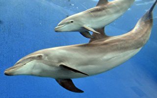 研究：海豚会以名字呼叫同伴