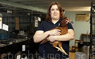 市民飼養家禽流行 遺棄母雞增多