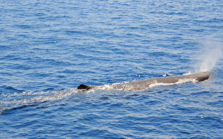 抹香鲸群现身　游客惊喜
