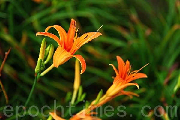 黄花菜又名金针菜(吴柏桦/大纪元) 黄花菜又名金针菜(吴柏桦/大纪元)