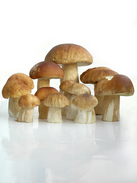 磨菇(Fotolia) 磨菇(Fotolia)