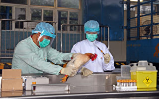 全球首例H7N9人傳人 醫學界憂大陸瞞疫情