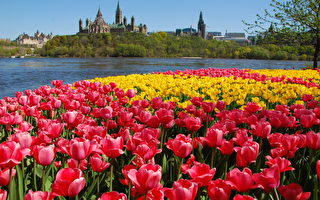 全球61城市排名 加首都渥太华经济发展居首