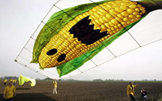 轉基因玉米會重返法國嗎？