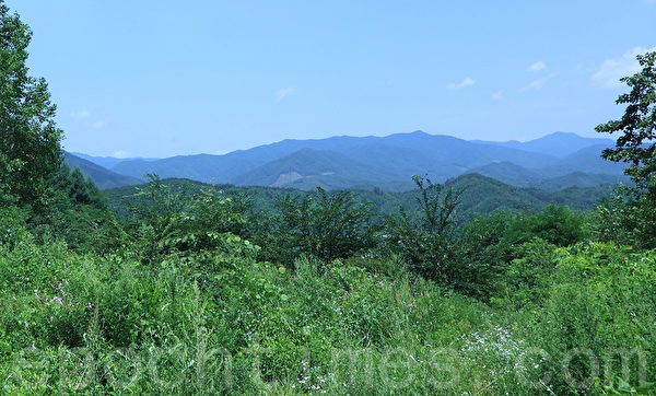 安正淑平昌野生五加皮株式會社培育的野生五加皮叢林。(全宇/大紀元) 安正淑平昌野生五加皮株式會社培育的野生五加皮叢林。(全宇/大紀元)